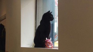 A pub, a dog and a cat …