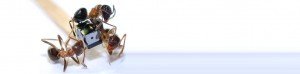 Eyes of Things – Evercam part of H2020 research project