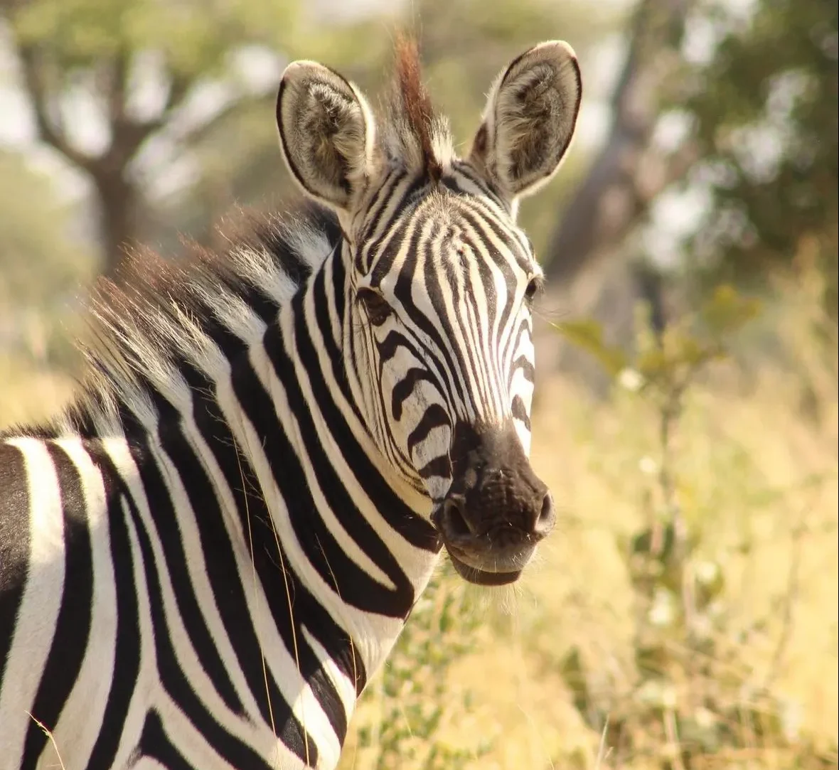 A zebra captured by Scarlett Oliver during her travel