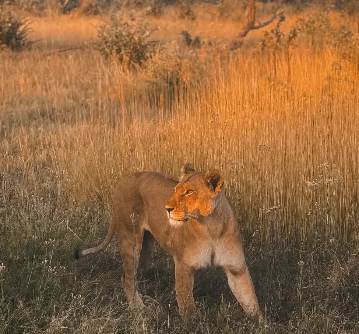 A lioness captured by Scarlett Oliver during her travel